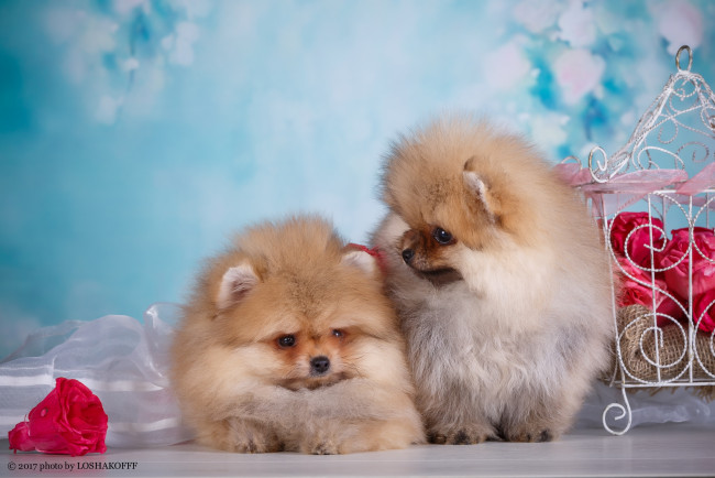 Обои картинки фото животные, собаки, цветы, милые, фон, пара, студия, декор