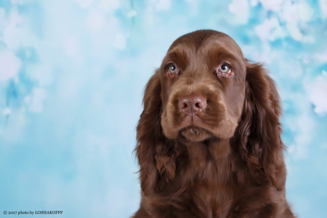 Обои картинки фото животные, собаки, собака, шерсть, окрас, фон, животное, боке