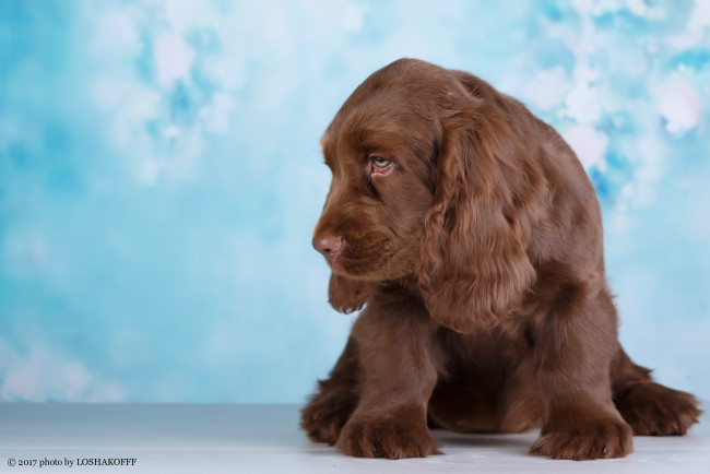 Обои картинки фото животные, собаки, собака, животное, шерсть, фон, боке, окрас