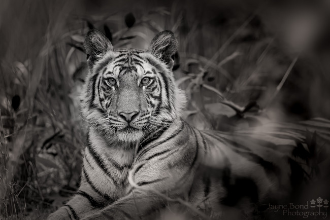 Обои картинки фото животные, тигры, тигр