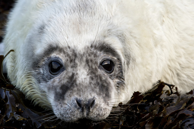 Обои картинки фото животные, тюлени,  морские львы,  морские котики, котик