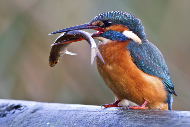 Обои картинки фото животные, зимородки, птичка