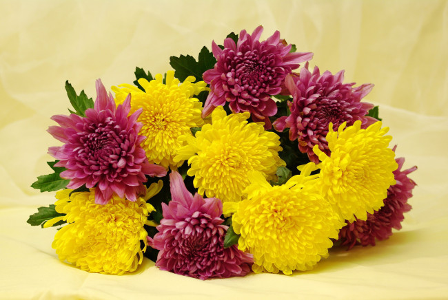Обои картинки фото цветы, хризантемы, букет, красота, праздник