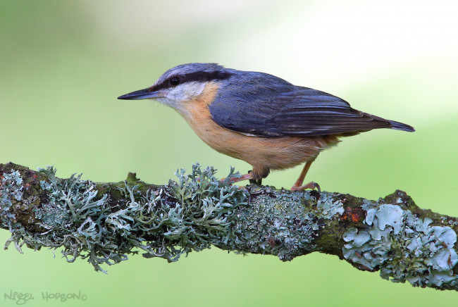 Обои картинки фото животные, поползни, птичка