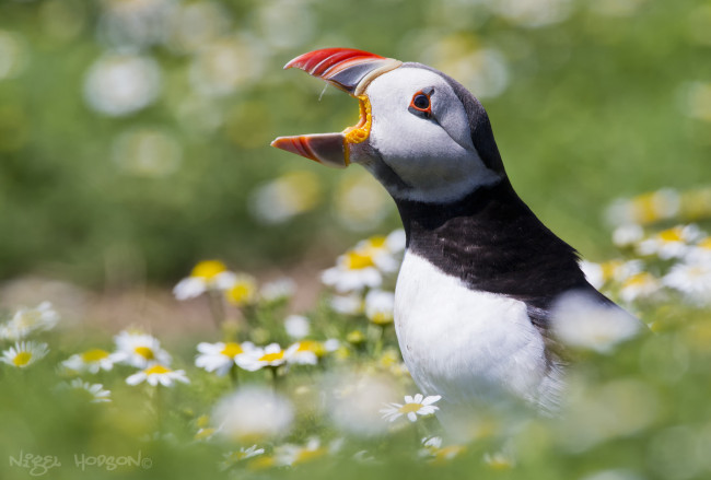 Обои картинки фото животные, тупики, птичка