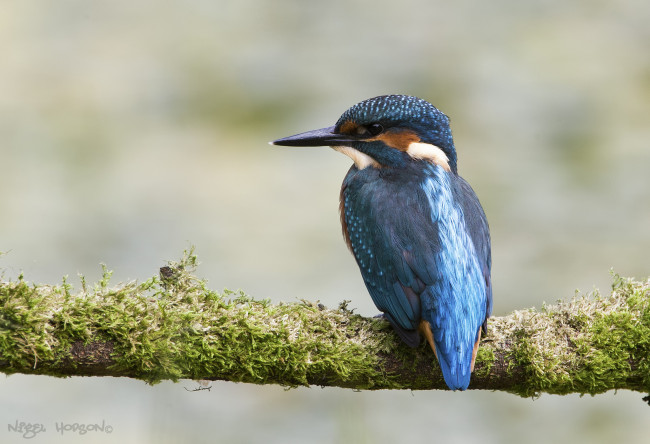 Обои картинки фото животные, зимородки, птица