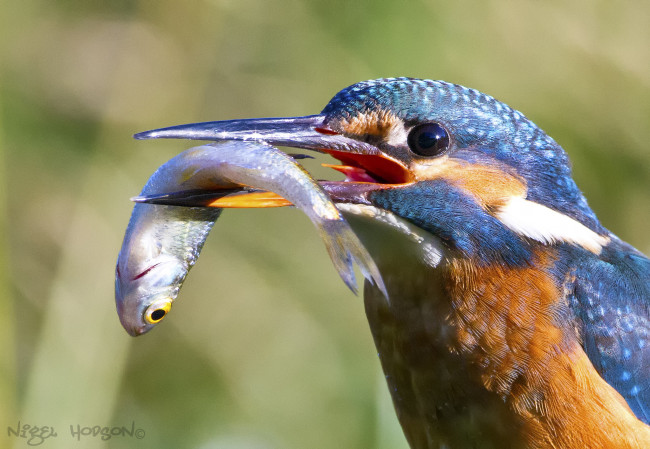 Обои картинки фото животные, зимородки, птичка