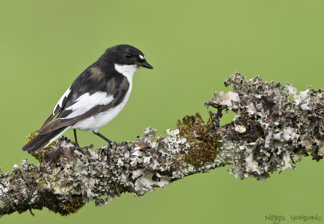 Обои картинки фото животные, птицы, птичка