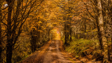 Картинка природа дороги простор