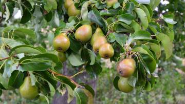 Картинка природа плоды груши