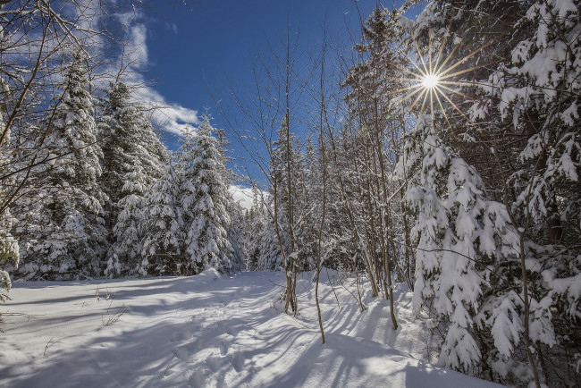 Обои картинки фото природа, зима, снег, лес, солнце