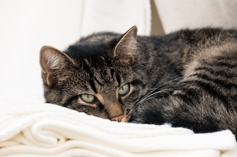 Картинка животные коты кот кошка