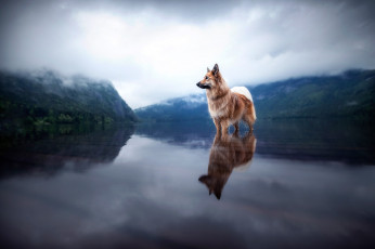 Картинка животные собаки собака