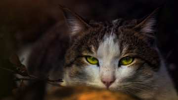 Картинка животные коты кот кошка