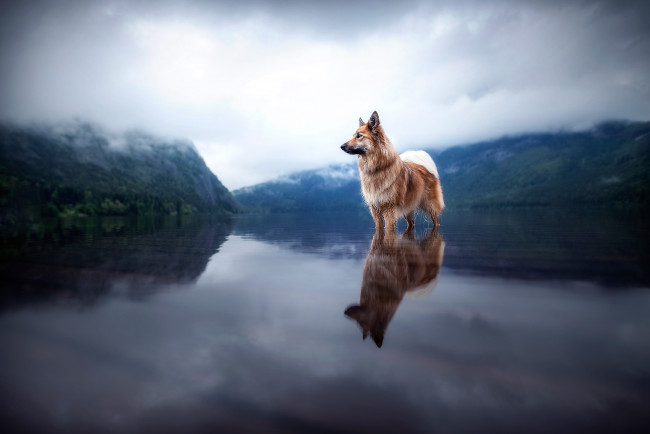 Обои картинки фото животные, собаки, собака