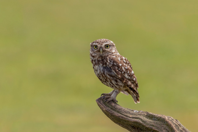 Обои картинки фото животные, совы, сова, сук