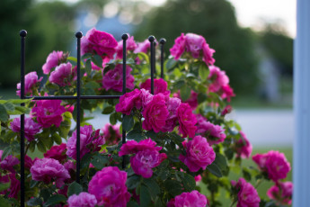 Картинка цветы розы