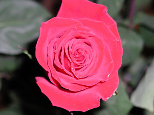 Картинка roza цветы розы