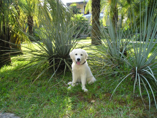 Картинка жемчуг животные собаки