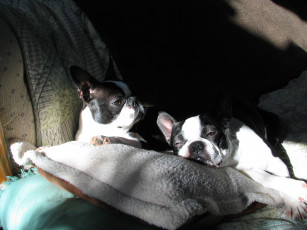 Картинка животные собаки