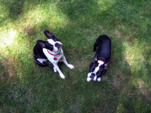 Картинка животные собаки