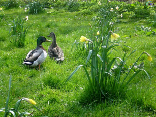 Картинка животные утки