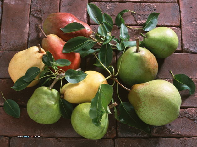 Обои картинки фото еда, груши