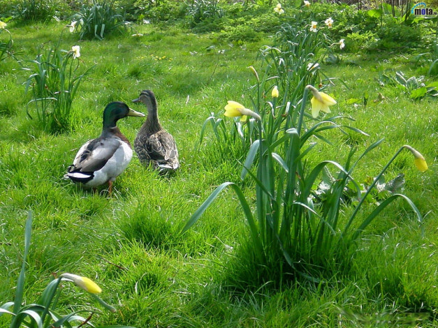 Обои картинки фото животные, утки