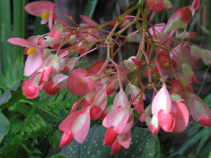 Картинка цветы бегония