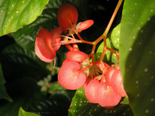 обоя цветы, бегония