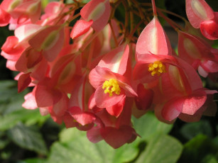 Картинка цветы бегония