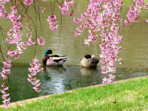 Картинка mallard ducks and weeping flowering cherry trees at the japanese garden животные утки