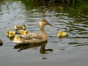 Картинка mom duck kids животные утки