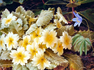 Картинка рисованные цветы