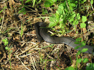 Картинка живой шланг животные змеи питоны кобры