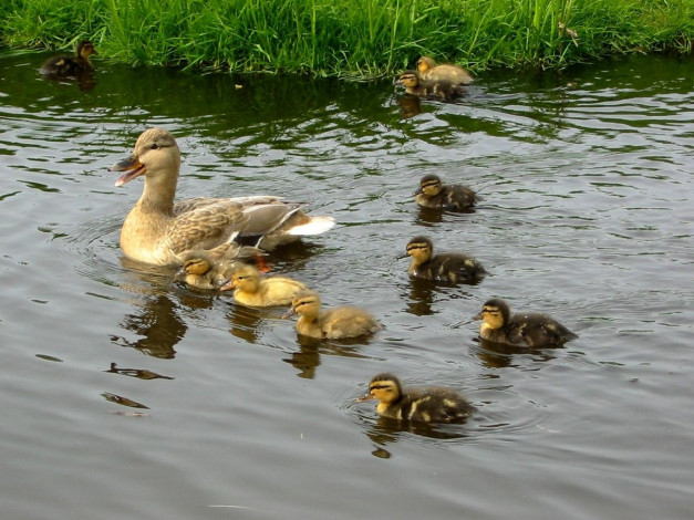 Обои картинки фото mom, duck, животные, утки