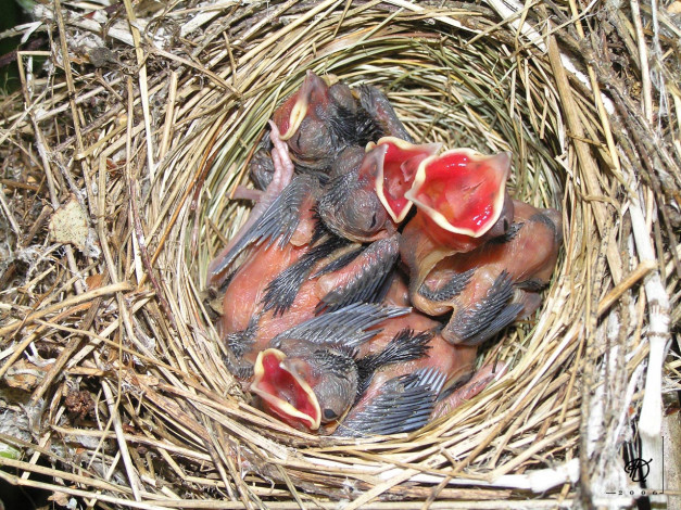 Обои картинки фото жрать, хотим, животные, гнезда, птиц