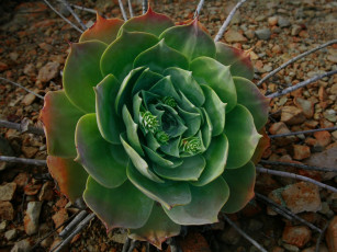 Картинка цветы