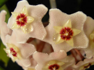 Картинка цветы цветущие деревья кустарники