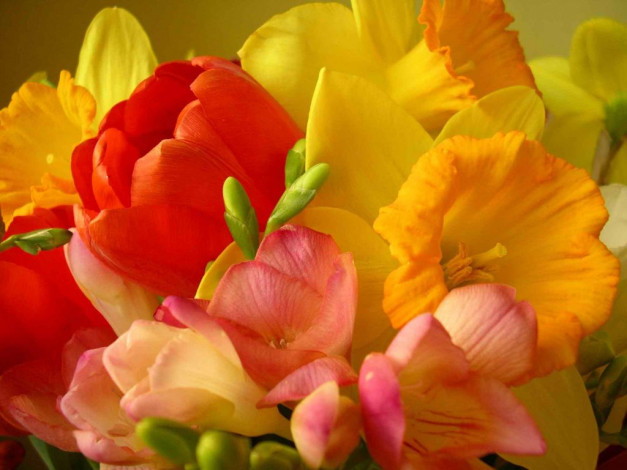 Обои картинки фото цветы, разные, вместе