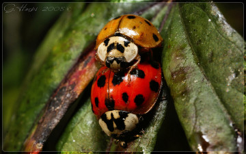 Картинка животные божьи коровки