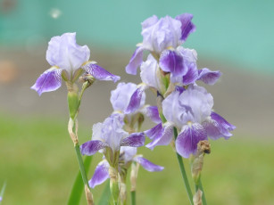 Картинка цветы ирисы