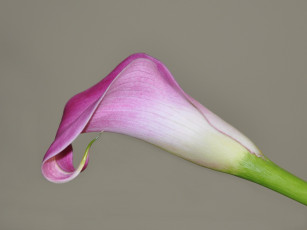 Картинка цветы каллы