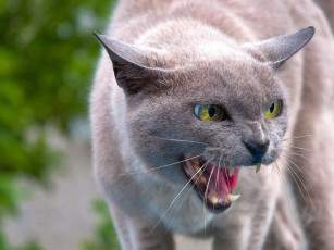 Картинка животные коты