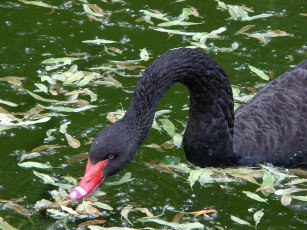 Картинка животные лебеди