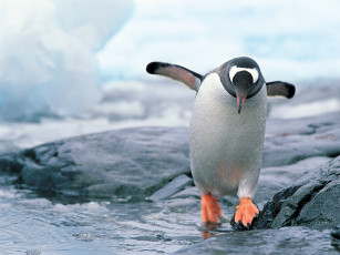 Картинка животные пингвины