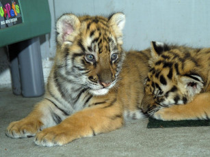 Картинка животные тигры