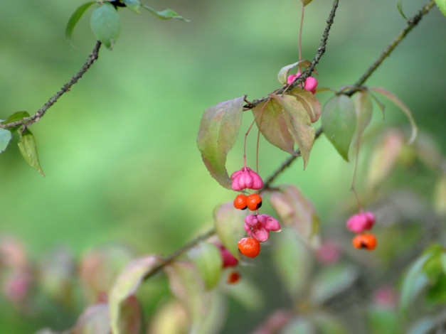 Обои картинки фото 