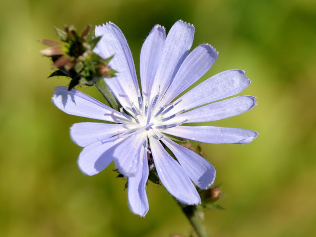 Обои картинки фото цветы, луговые, полевые