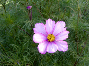 Картинка цветы космея